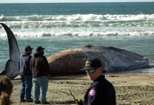 Blue Whale Bitten In Half