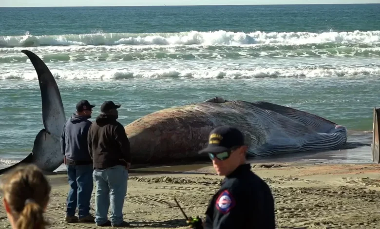 Blue Whale Bitten In Half