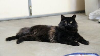 Black Ragdoll Cat